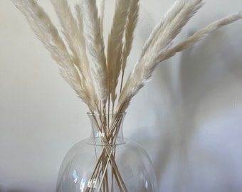 Dried Fluffy Pampas Bleached | Dried Flowers