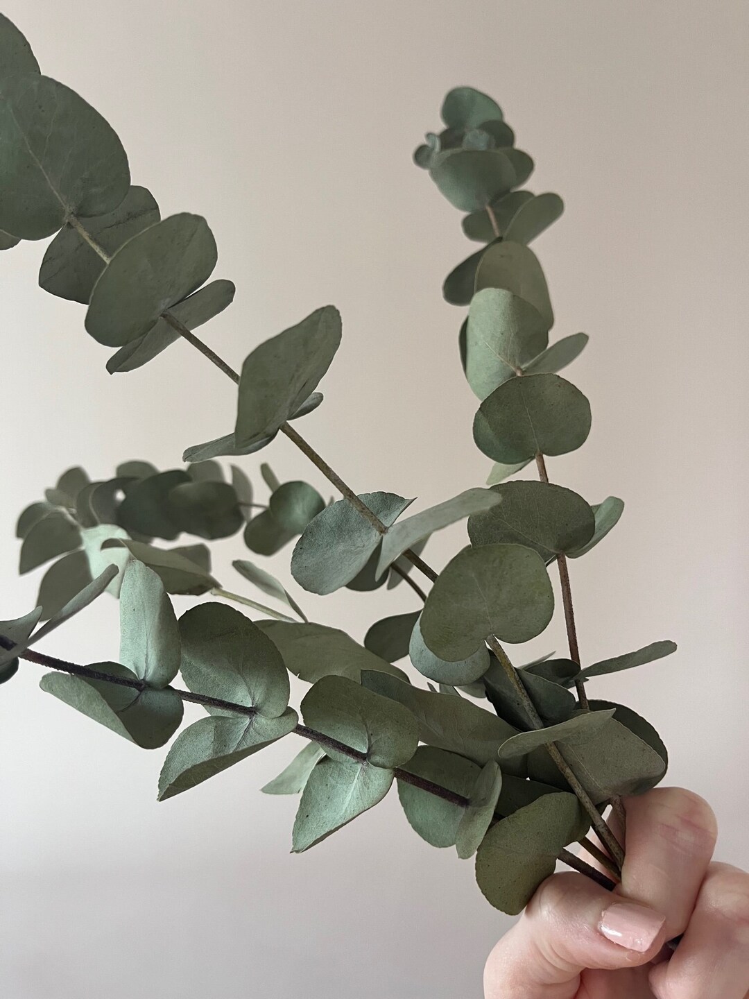 Bunch of Dried Eucalyptus Foliage Dried Flower Filler Etsy UK