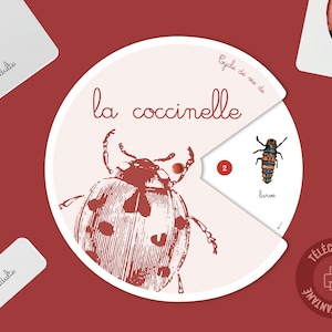 Cycle de vie de la Coccinelle, cartes de nomenclature insecte, bricolage coccinelle maternelle, activité manuelle coccinelle,roue Montessori