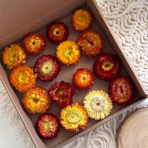natural strawflowers supply daisies / dry flower heads for crafts, events or resin projects, orange yellow mauve pink