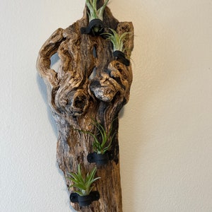 Driftwood And Air Plants
