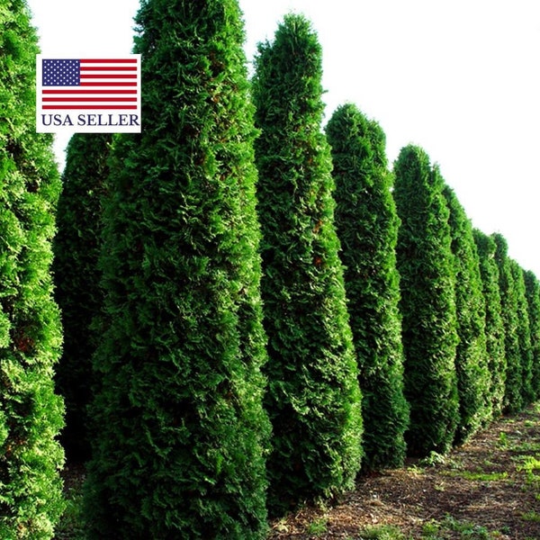 Thuja Occidentalis - THUJA TREE Seeds tree garden hedgerow - 50 SEEDS