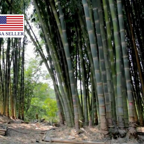 50 Male Bamboo Seeds - Dendrocalamus strictus - Iron Bamboo Seeds