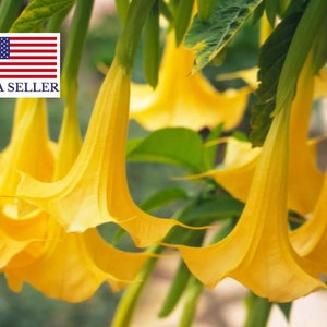 10 Golden Angel's Trumpet - Datura sanguinea Golden (Brugmansia aurea / Datura aurea / Brugmansia affinis) - Flowering Tree Seed - 10 Seeds