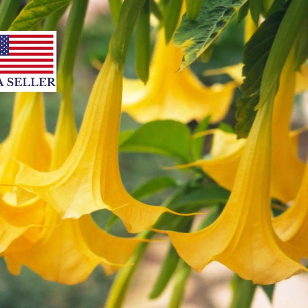 10 Trompeta del Ángel de Oro - Datura sanguinea Golden (Brugmansia aurea / Datura aurea / Brugmansia affinis) - Semilla de árbol en flor - 10 Semillas