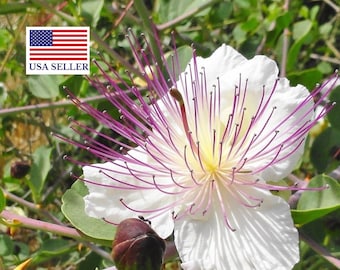 Caper Bush - Capparis Spinosa - 20 Seeds - Perennial Herb