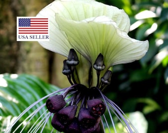 Tacca Nivea - White Bat Flower - Bat Head Lily - 5 Seeds