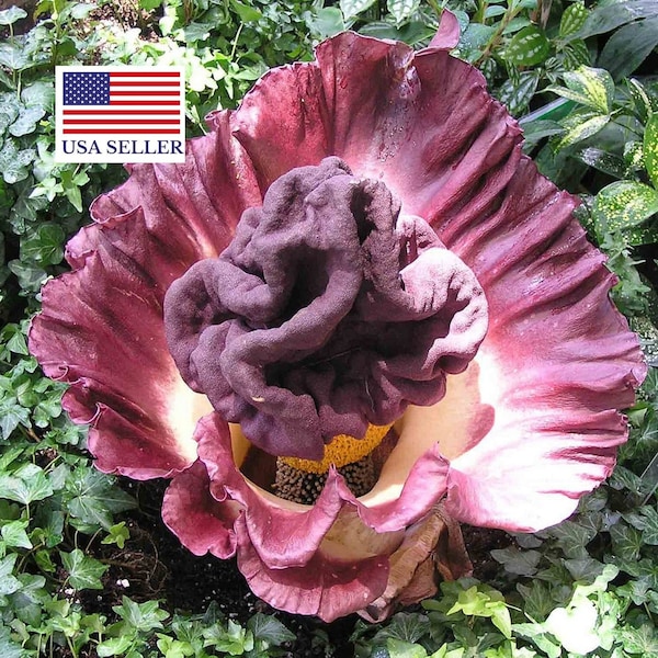 Amorphophallus Paeoniifolius * Elephant Yam * Perennial Tropical Aroid 10 Seeds