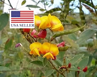 20 Cajanus Cajan Seeds - PIGEON PEA Dhal Gungo Puerto Rico Bean Vegetable Seeds