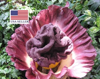 Amorphophallus Paeoniifolius * Elephant Yam * Perennial Tropical Aroid 10 Seeds