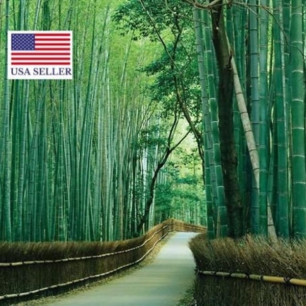 40 Bambusa arundinacea, Indian Bamboo, Giant Thorny Bamboo, Giant Bamboo Seeds - 40 Seeds (Bambusa bambos)