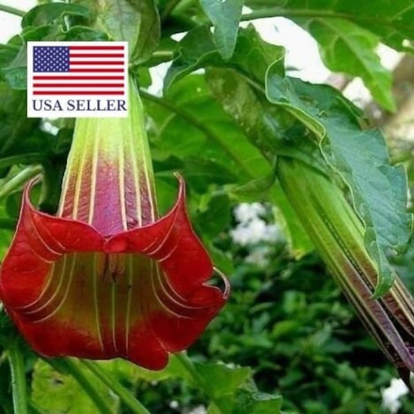 Brugmansia sanguinea - 5 Seeds - Red Angel's Trumpet, Red Brugmansia, Red Datura Tree, Red Angel Trumpet Tree, Scarlet Angels