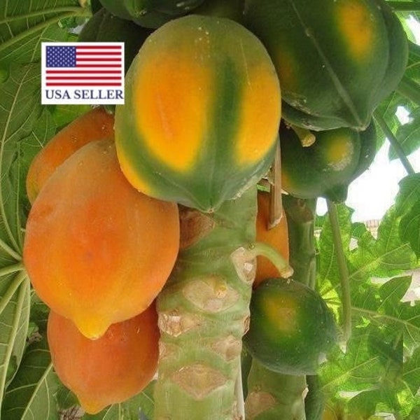 Carica Papaya Coorg Honeydew - Papaya - Melon Tree - 10 Seeds