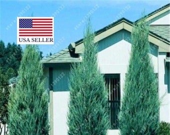 Cupressus sempervirens Stricta Cypress Male Mediterranean - 50 Seeds