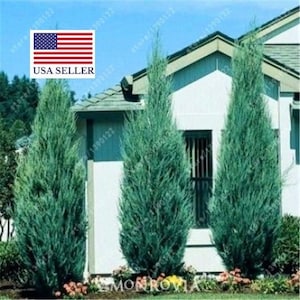 Cupressus sempervirens Stricta Cypress Male Mediterranean 50 Seeds image 1