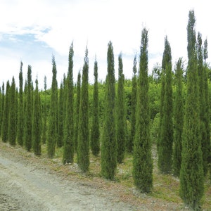 Cupressus sempervirens Stricta Cypress Male Mediterranean 50 Seeds image 5