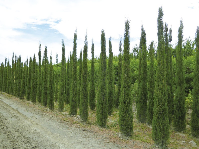 Cupressus sempervirens Stricta Cypress Male Mediterranean 50 Seeds image 5