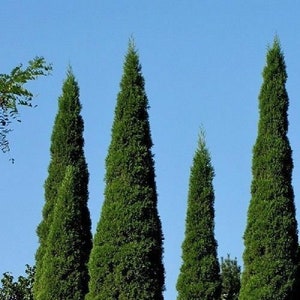 Cupressus sempervirens Stricta Cypress Male Mediterranean 50 Seeds image 4