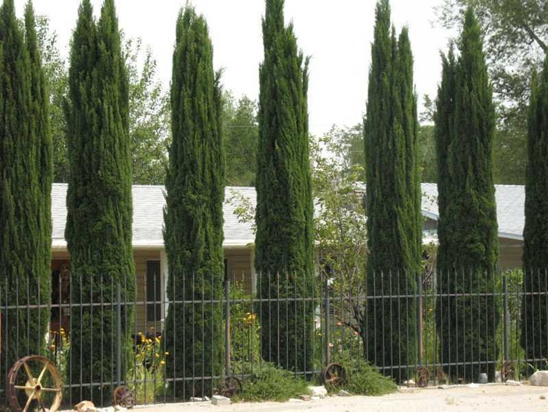 Cupressus sempervirens Stricta Cypress Male Mediterranean 50 Seeds image 8