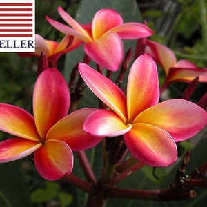 Magnet Boutonniere  Plumeria Botanical Boutique