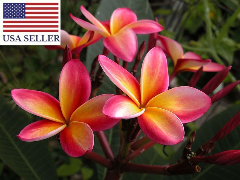 Plumeria Rubra Frangipani Intense Rainbow 5 Fresh Seeds image 1