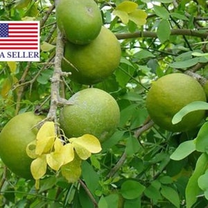 Aegle Marmelos Seeds, Bengal Quince, Golden Apple, Stone Apple, Bael Seeds - 20 Seeds