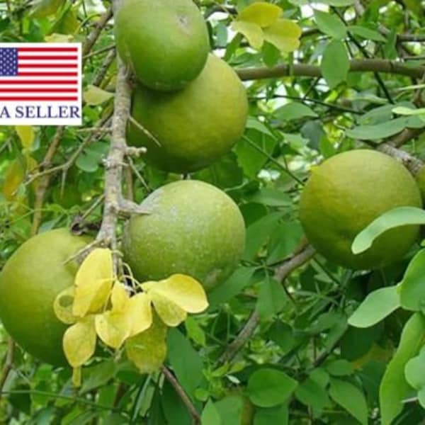 Aegle Marmelos Samen, Bengalische Quitte, Goldener Apfel, Stein apfel, BaelSamen - 20 Samen