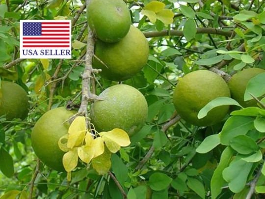 Vilvam plant deals