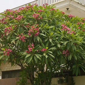 Plumeria Rubra Frangipani Intense Rainbow 5 Fresh Seeds image 3