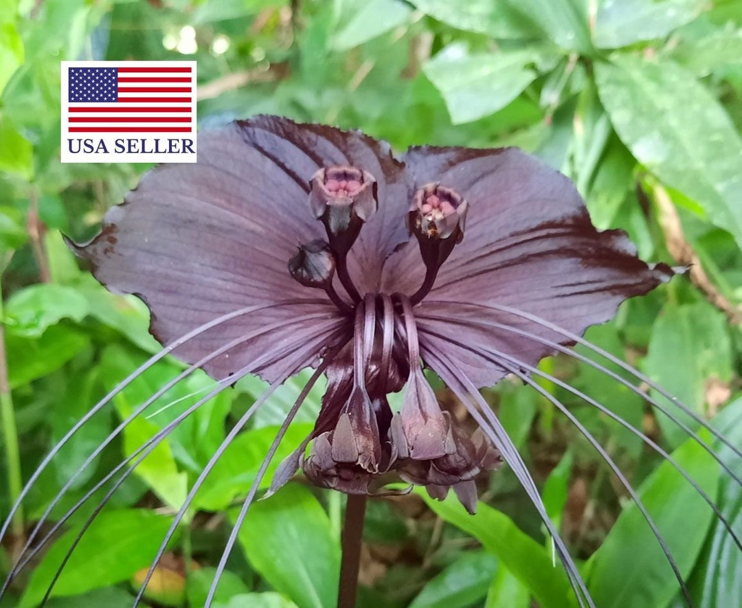 10 Black Bat Flower, Black Orchid, Bat Flower 10 Seeds tacca Chantrieri / Schizocapsa Breviscapa