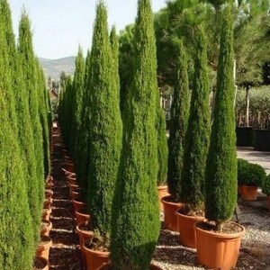 Cupressus sempervirens Stricta Cypress Male Mediterranean 50 Seeds image 6