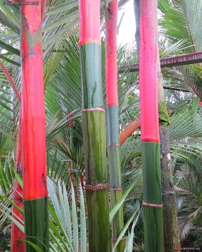 10 Lipstick Palm, Lakka Palm, Red Palm, Sealing Wax Palm Seeds 10 Seeds