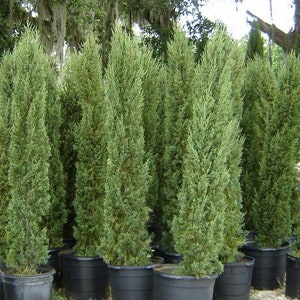 Cupressus sempervirens Stricta Cypress Male Mediterranean 50 Seeds image 9