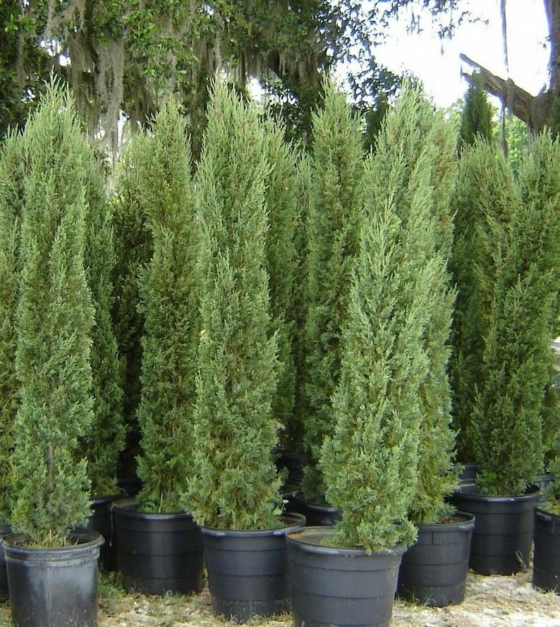 Cupressus sempervirens Stricta Cypress Male Mediterranean 50 Seeds image 9