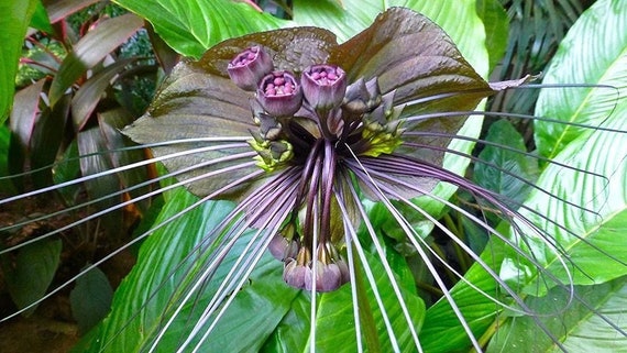 10 Flor de Murciélago Negro Orquídea Negra Flor de - Etsy México 10 Flor de Murciélago Negro Orquídea Negra Flor de - Etsy México