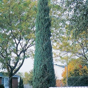 Cupressus sempervirens Stricta Cypress Male Mediterranean 50 Seeds image 3