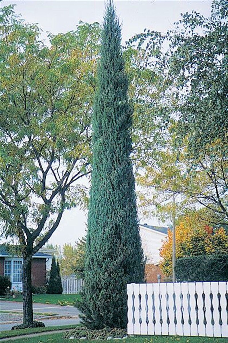 Cupressus sempervirens Stricta Cypress Male Mediterranean 50 Seeds image 3