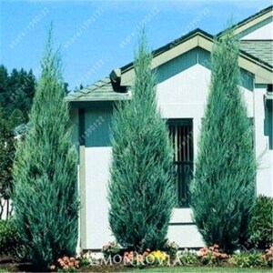 Cupressus sempervirens Stricta Cypress Male Mediterranean 50 Seeds image 2