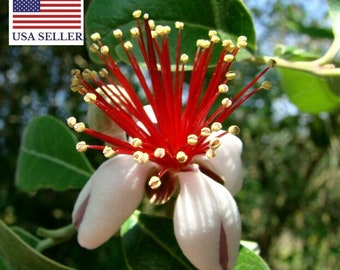 Pineapple Guava Tree Seeds (Acca sellowiana) - 10 Seeds
