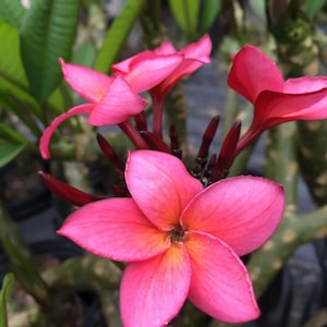 Plumeria Rubra Frangipani Intense Rainbow 5 Fresh Seeds image 5