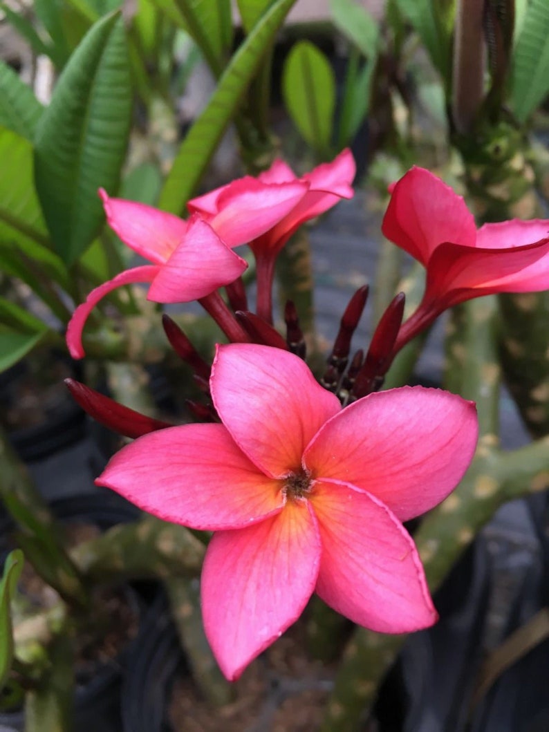 Plumeria Rubra Frangipani Intense Rainbow 5 Fresh Seeds image 5