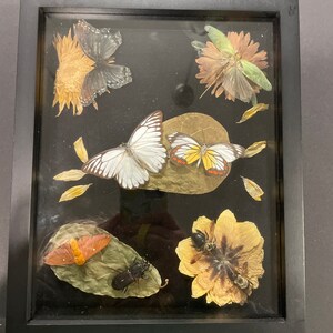 Op de afbeelding: Een ingelijste vitrine met een zwarte achtergrond met geperste bloemen, vlinders en kevers. De vitrine bevat een verscheidenheid aan kleuren, waaronder geel, oranje, wit, zwart en groen.