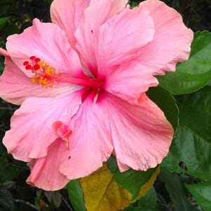 Pink Flowers Close Ups, Hibiscus, Desert Mountains Digital Prints, Digital Photos, Digital background photography prints, Digital Art