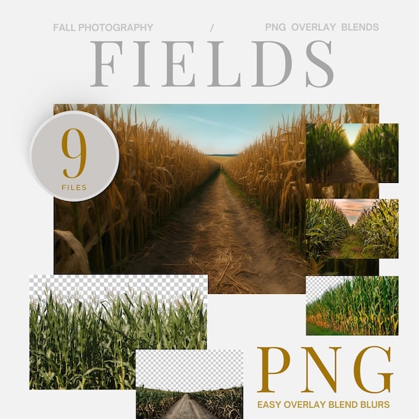 Corn Field Digital Background Fall Photography Composite Wheat Backdrop Gold Yellow Fields Digital Corn Path Field PNG Overlay Transparent