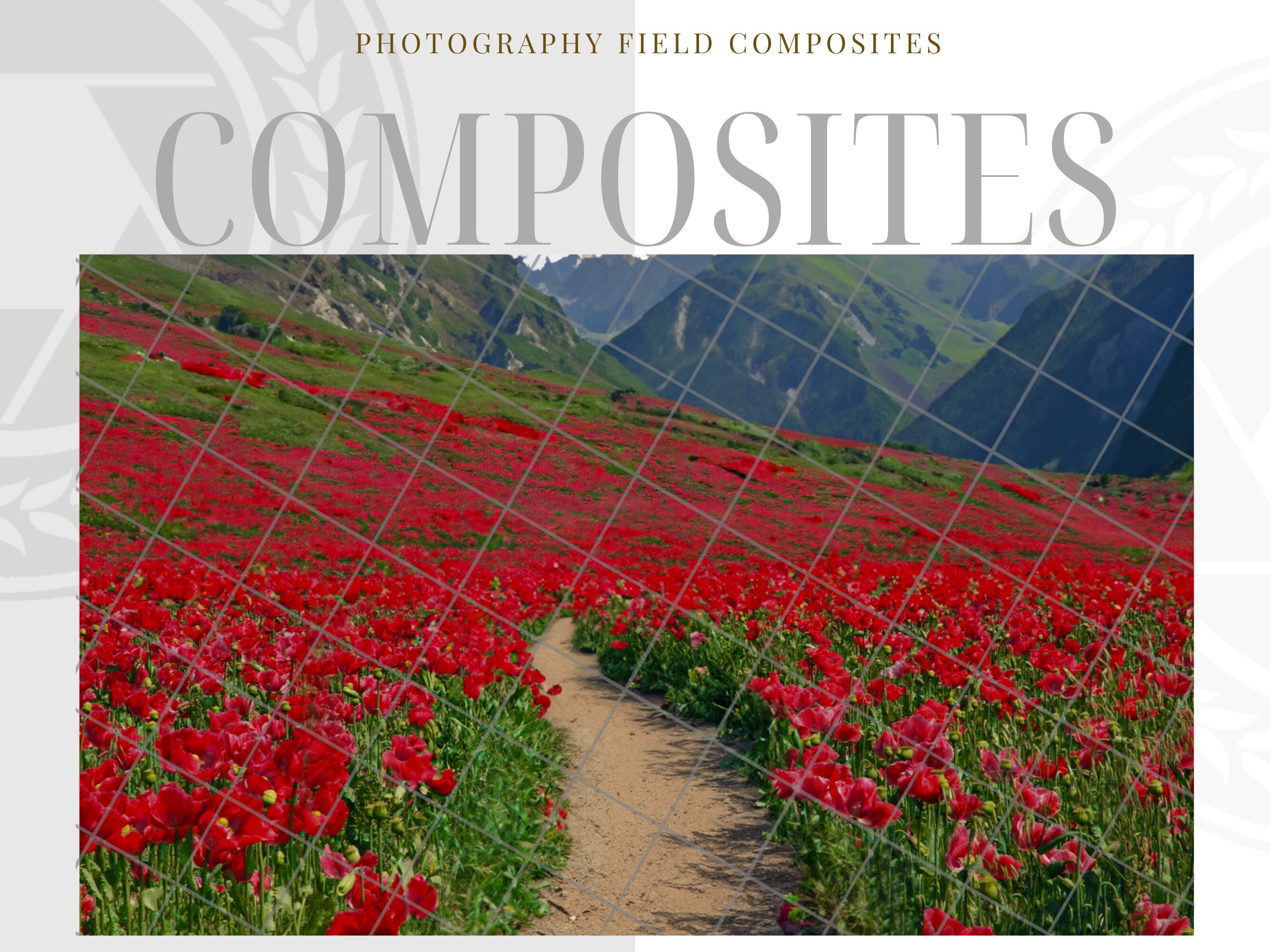 Red Photography Background Fields Red Flower Fields Digital Etsy