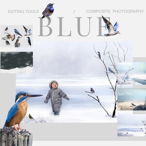 Winter Blur Pastell Fotografie Digitaler Hintergrund Blau Winter Vögel Fine Art Kinder Einfacher Hintergrund Blur Soft Winter Background