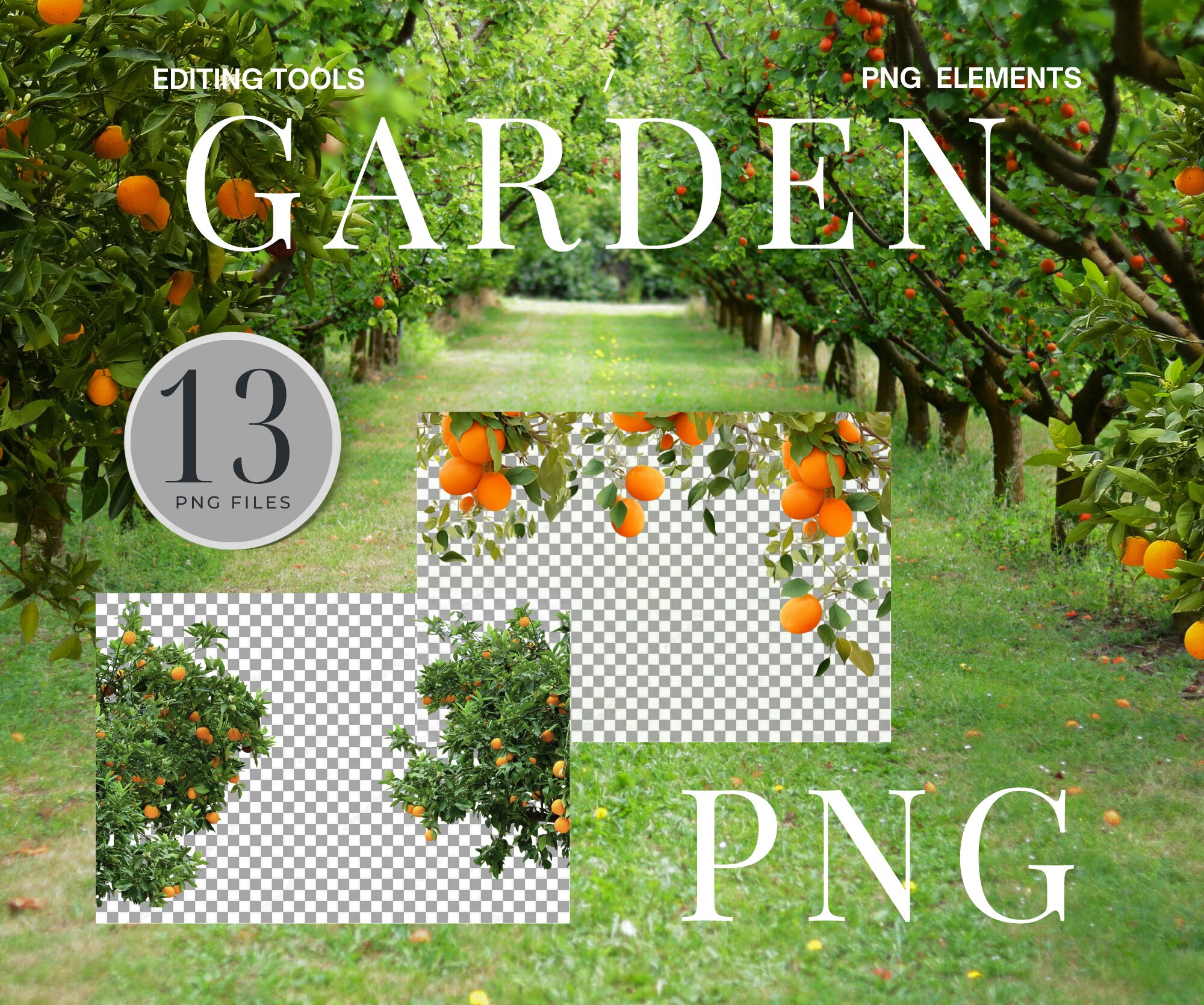 Orange Orchard Digital Orange Tree Background Orange Garden Digital Orange PNG Orange Overlay