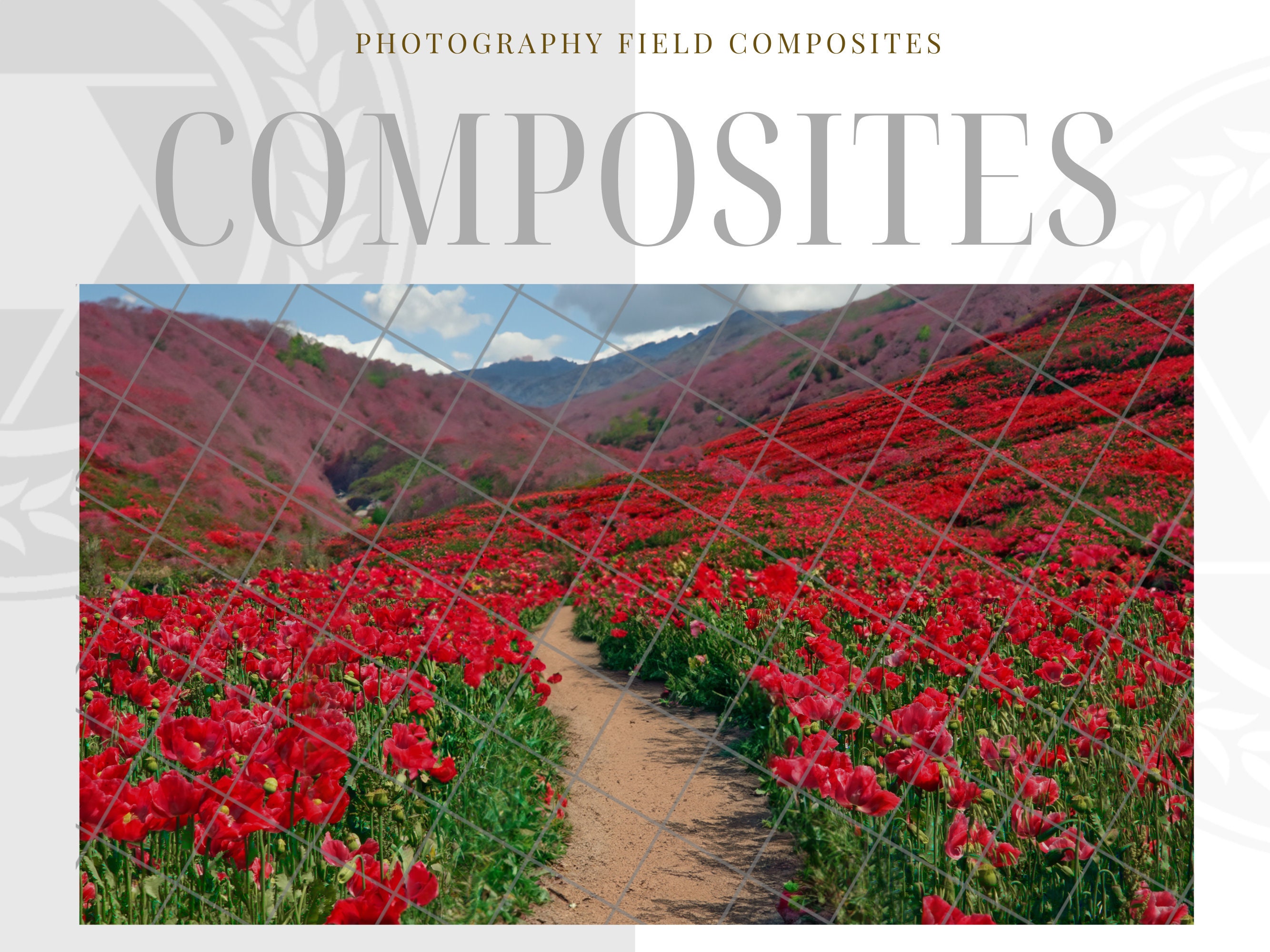 Red Photography Background Fields Red Flower Fields Digital Etsy