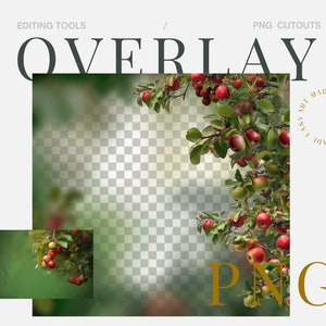 Apple Orchard Digital Photography Blur Background Apple Orchard Backgrohund Digital Fine Art Blur Garden Blur Painterly Blur Background