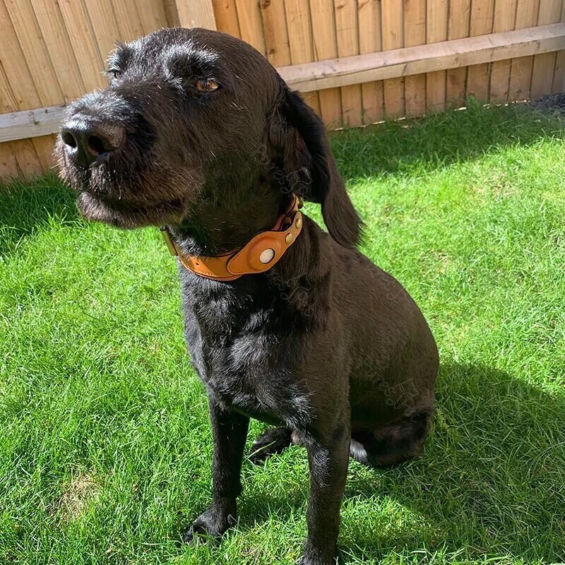 Leather Dog Collar With Air Tag, AirTag Dog Collar, GPS Pet Tracker